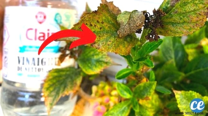 White Vinegar and Chamomile: My Proven Natural Fungicide for Healthy Plants