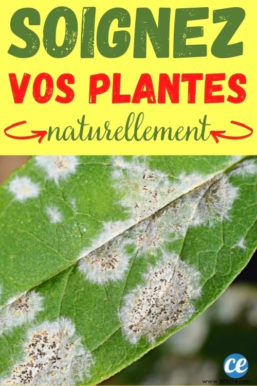 White Vinegar and Chamomile: My Proven Natural Fungicide for Healthy Plants