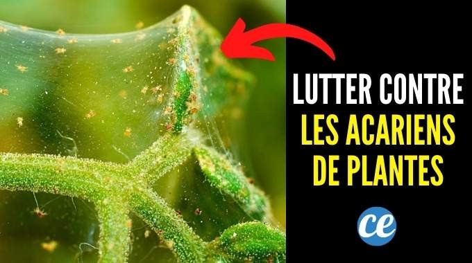 7 Proven Natural Remedies to Eliminate Plant Mites from Your Plants