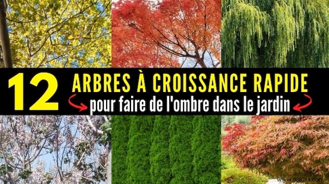 Top 12 Fast-Growing Shade Trees for Gardens: Nurseryman-Recommended Picks