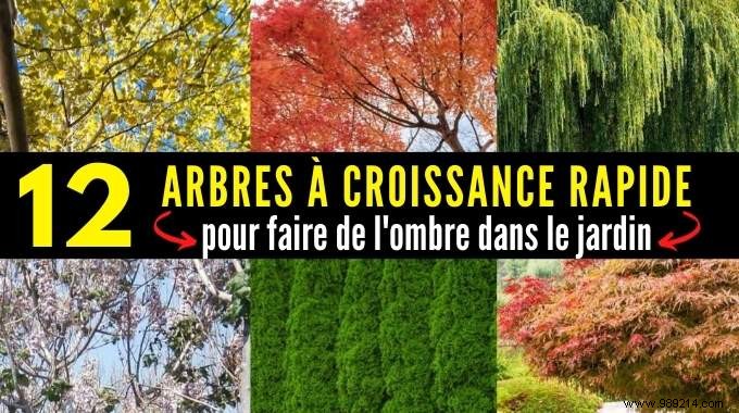 Top 12 Fast-Growing Shade Trees for Gardens: Nurseryman-Recommended Picks