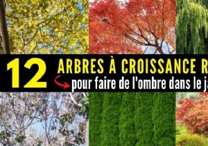 Top 12 Fast-Growing Shade Trees for Gardens: Nurseryman-Recommended Picks