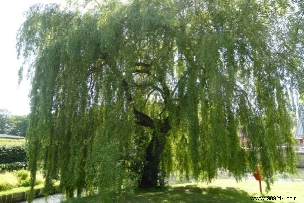 Top 12 Fast-Growing Shade Trees for Gardens: Nurseryman-Recommended Picks