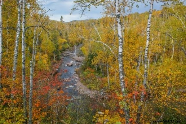 Top 12 Fast-Growing Shade Trees for Gardens: Nurseryman-Recommended Picks