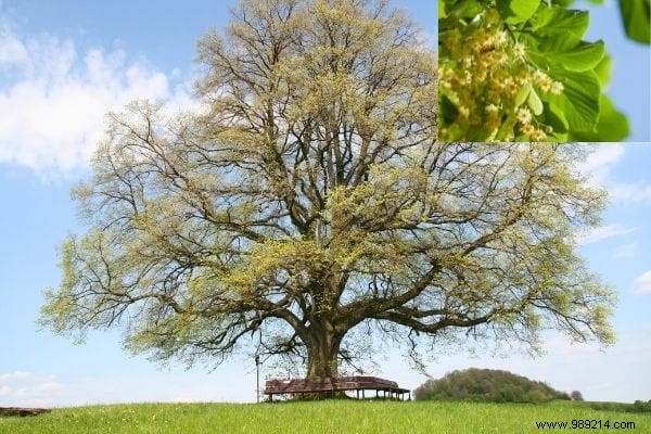 Top 12 Fast-Growing Shade Trees for Gardens: Nurseryman-Recommended Picks