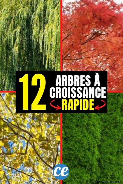 Top 12 Fast-Growing Shade Trees for Gardens: Nurseryman-Recommended Picks