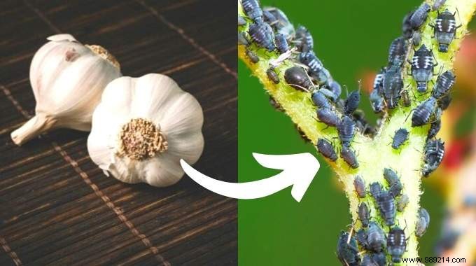 6 Proven Natural Insecticide Recipes to Eliminate Aphids from Your Garden