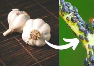 6 Proven Natural Insecticide Recipes to Eliminate Aphids from Your Garden