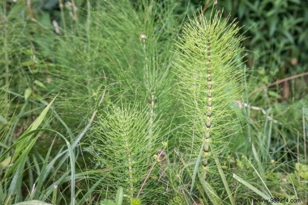 6 Proven Natural Insecticide Recipes to Eliminate Aphids from Your Garden