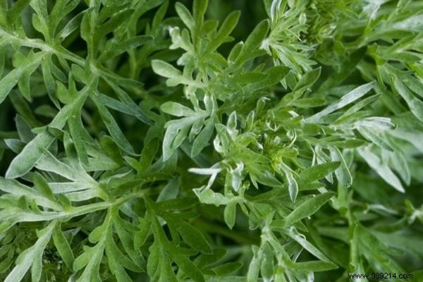 6 Proven Natural Insecticide Recipes to Eliminate Aphids from Your Garden