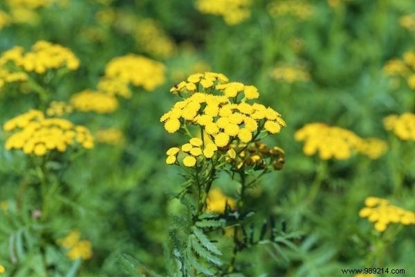 6 Proven Natural Insecticide Recipes to Eliminate Aphids from Your Garden