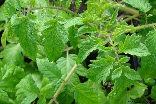 6 Proven Natural Insecticide Recipes to Eliminate Aphids from Your Garden