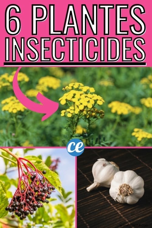 6 Proven Natural Insecticide Recipes to Eliminate Aphids from Your Garden