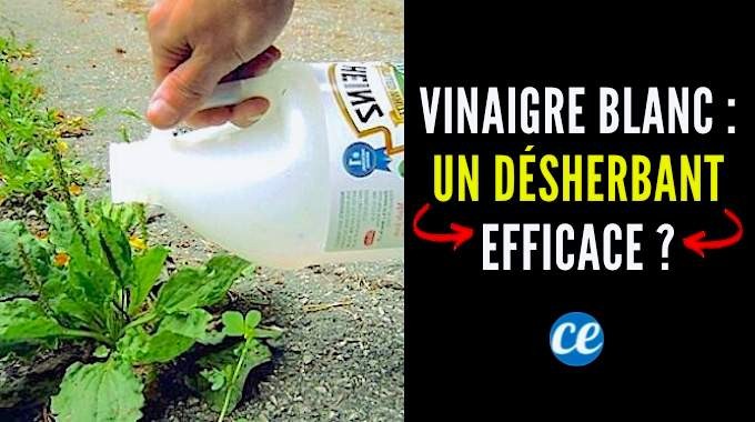 White Vinegar: A Proven Natural Weed Killer? Expert Guide to Effective Use