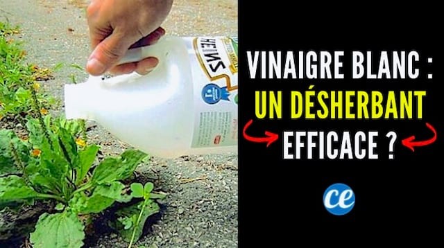 White Vinegar: A Proven Natural Weed Killer? Expert Guide to Effective Use