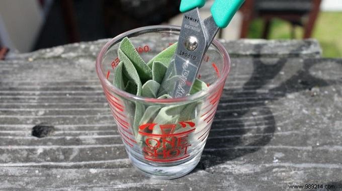 Chop Herbs Mess-Free: Simple Scissors-and-Glass Technique