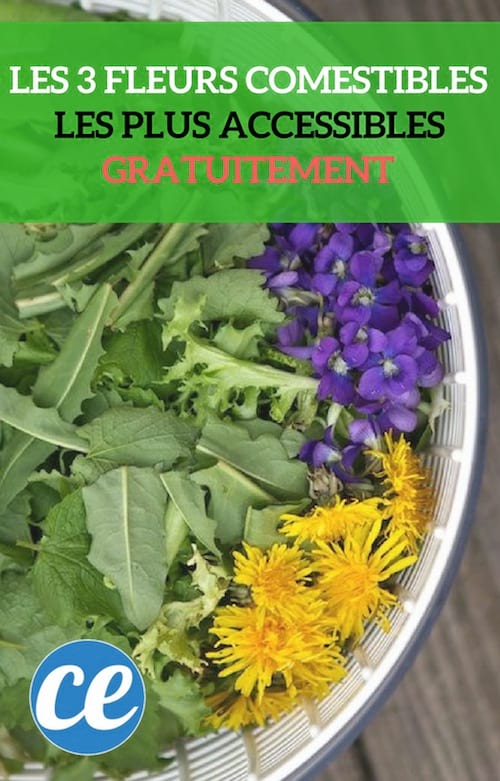 3 Easy-to-Forage Edible Flowers: Free, Flavorful, and Packed with Nutrition