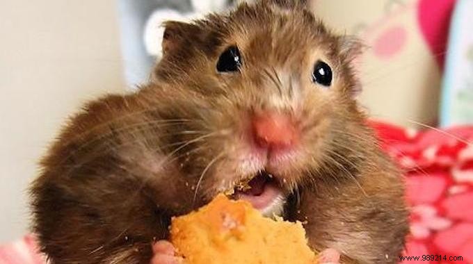 Keep Cheese Fresh Longer: The Simple Butter Trick That Works