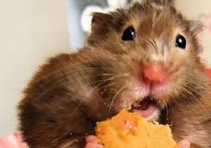 Keep Cheese Fresh Longer: The Simple Butter Trick That Works