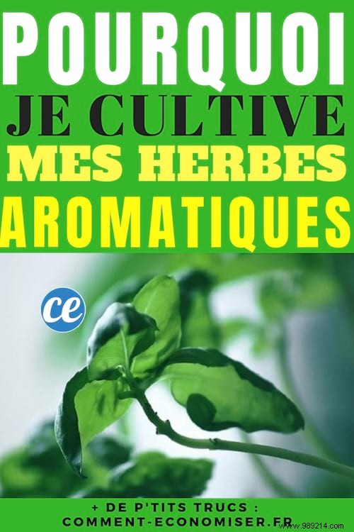 Growing Fresh Aromatic Herbs in My Apartment: A Year-Round Guide to Flavor and Savings