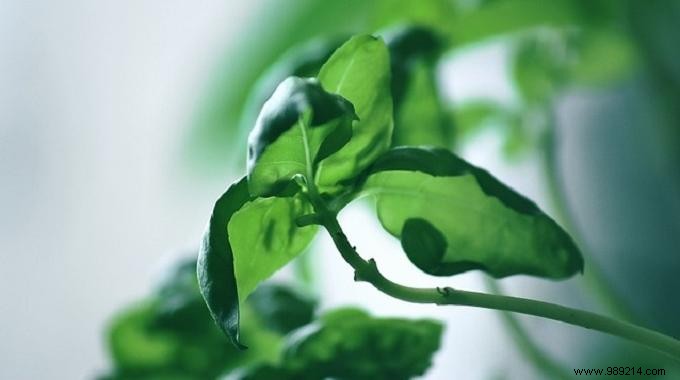 Growing Fresh Aromatic Herbs in My Apartment: A Year-Round Guide to Flavor and Savings