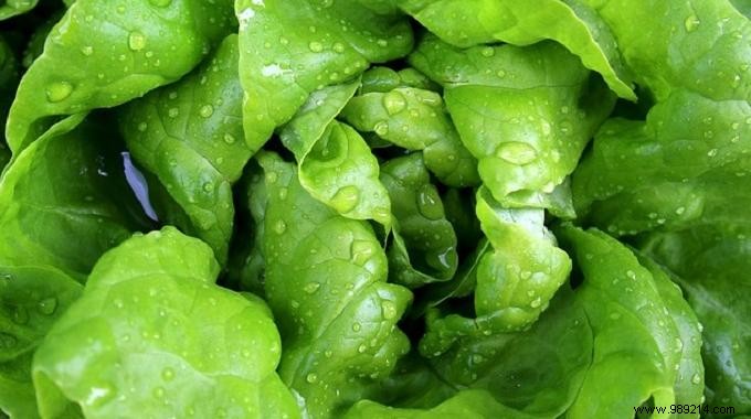 Revive Wilted Lettuce in 20 Minutes: A Restaurant Kitchen Pro Tip