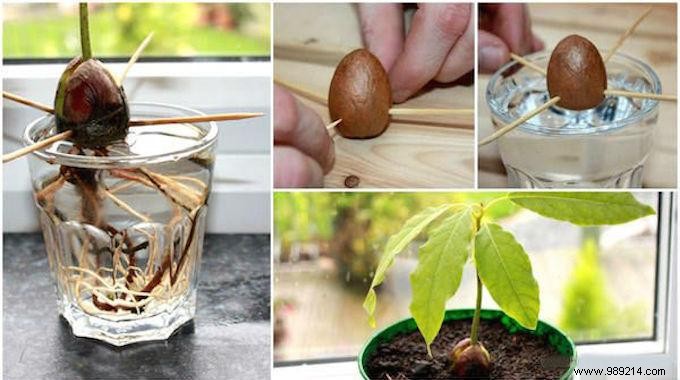 How to Grow an Avocado Tree from a Pit: A Proven 9-Step Guide