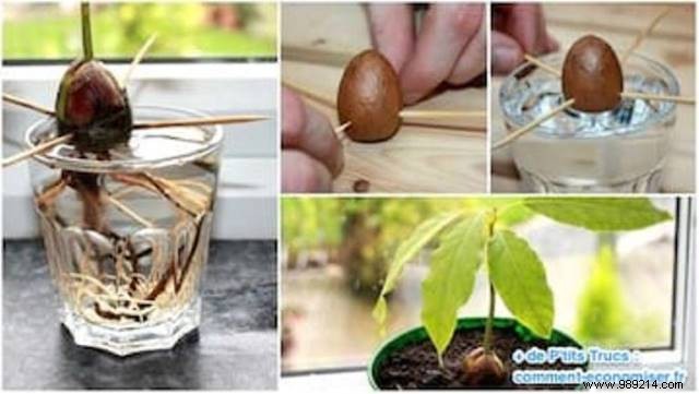 How to Grow an Avocado Tree from a Pit: A Proven 9-Step Guide
