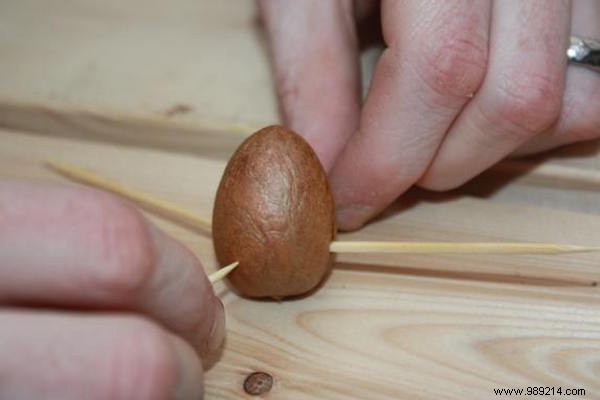 How to Grow an Avocado Tree from a Pit: A Proven 9-Step Guide