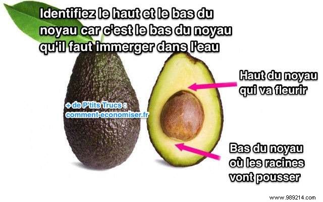 How to Grow an Avocado Tree from a Pit: A Proven 9-Step Guide