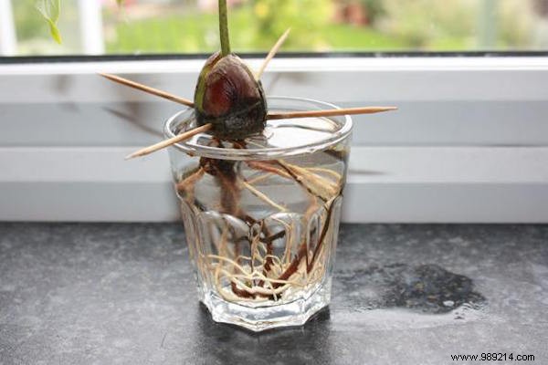 How to Grow an Avocado Tree from a Pit: A Proven 9-Step Guide