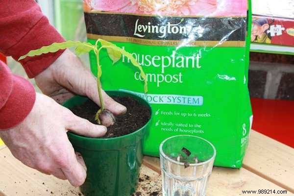 How to Grow an Avocado Tree from a Pit: A Proven 9-Step Guide