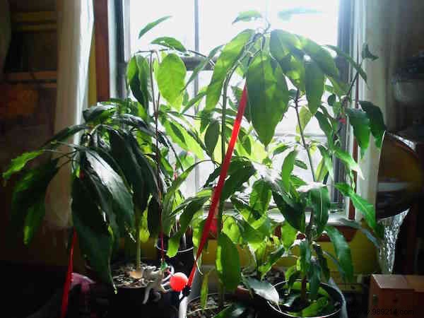 How to Grow an Avocado Tree from a Pit: A Proven 9-Step Guide