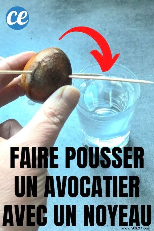 How to Grow an Avocado Tree from a Pit: A Proven 9-Step Guide