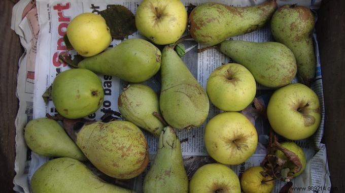 Grandma s Newspaper Trick: Keep Apples and Pears Fresh Longer
