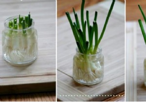 Regrow Spring Onions Endlessly in Water: Never Buy Chives Again