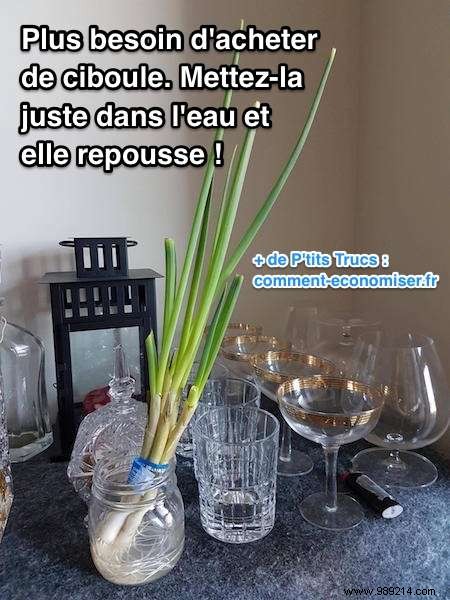 Regrow Spring Onions Endlessly in Water: Never Buy Chives Again