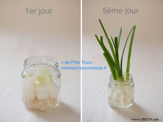 Regrow Spring Onions Endlessly in Water: Never Buy Chives Again