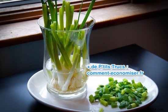 Regrow Spring Onions Endlessly in Water: Never Buy Chives Again