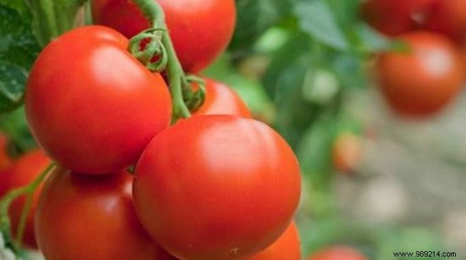 5 Proven Ways to Repurpose Overripe Tomatoes Without Waste