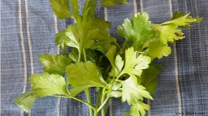 2 Proven Ways to Store Fresh Parsley Longer: Simple Kitchen Hacks