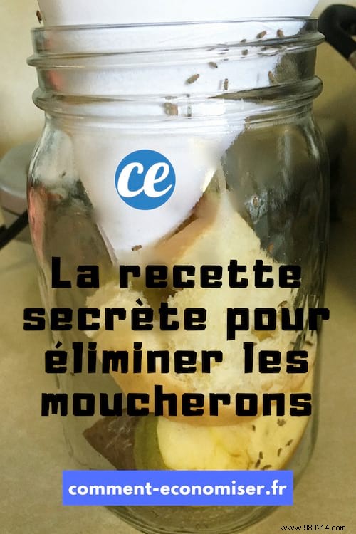 Eliminate Kitchen Gnats Fast: Grandma s Proven 2-Minute Natural Trap