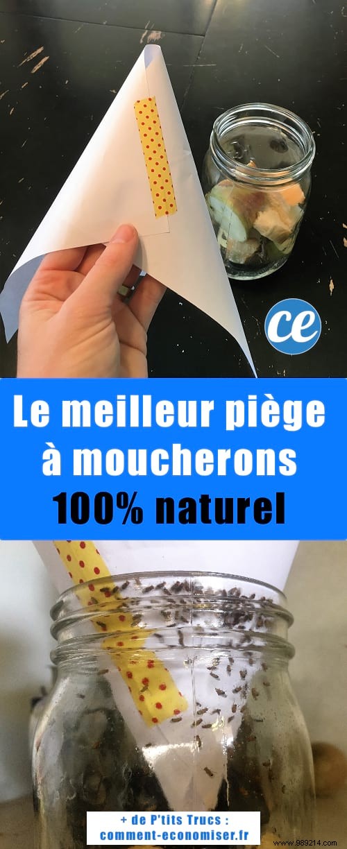 Eliminate Kitchen Gnats Fast: Grandma s Proven 2-Minute Natural Trap