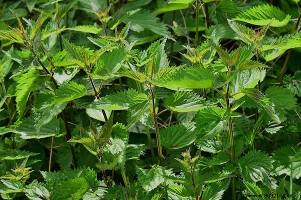 24 Easy-to-Identify Edible Wild Plants: Safe Foraging Guide with Recipes and Precautions