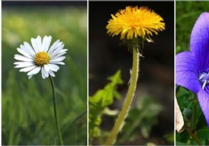 24 Easy-to-Identify Edible Wild Plants: Safe Foraging Guide with Recipes and Precautions