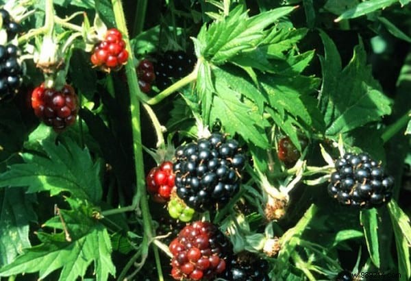 24 Easy-to-Identify Edible Wild Plants: Safe Foraging Guide with Recipes and Precautions