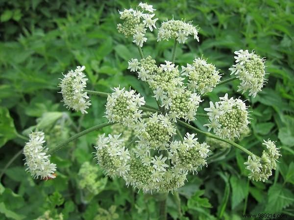 24 Easy-to-Identify Edible Wild Plants: Safe Foraging Guide with Recipes and Precautions