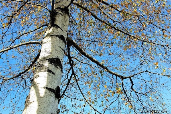 24 Easy-to-Identify Edible Wild Plants: Safe Foraging Guide with Recipes and Precautions