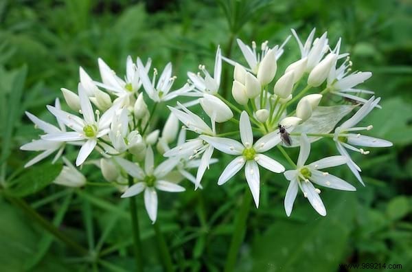 24 Easy-to-Identify Edible Wild Plants: Safe Foraging Guide with Recipes and Precautions