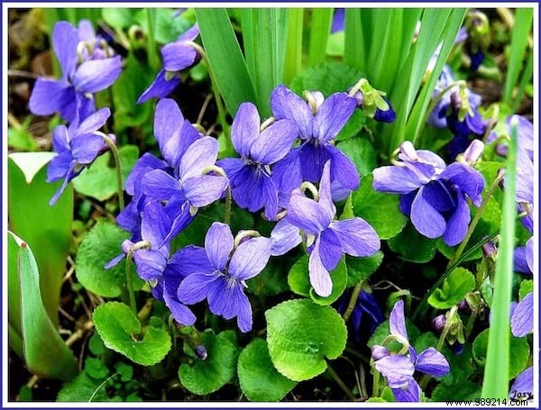 24 Easy-to-Identify Edible Wild Plants: Safe Foraging Guide with Recipes and Precautions